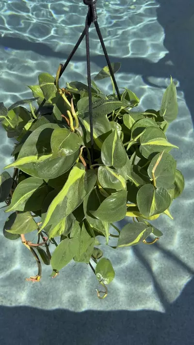 plant/Philodendron Brasil in 10” Deco HB-1-thumbnail