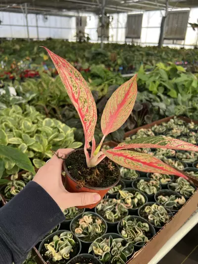 plant/Aglaonema Red Legacy 4” pot Growers choice-5-thumbnail