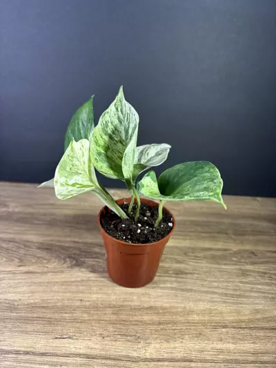 plant/Epipremnum Aureum Manjula Compacta 3” 2522-1-thumbnail