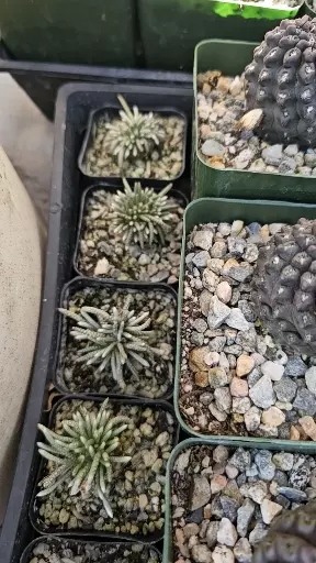 plant/Avonia quinaria-2-thumbnail