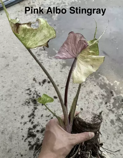 plant/Pink Albo Stingray-0-thumbnail