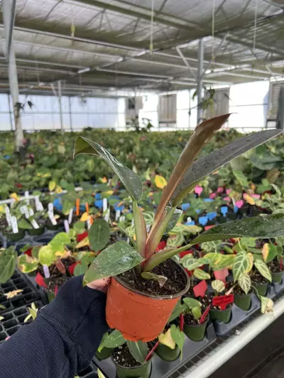 plant/Philodendron Imperial Red 4” pot Growers choice-3-thumbnail