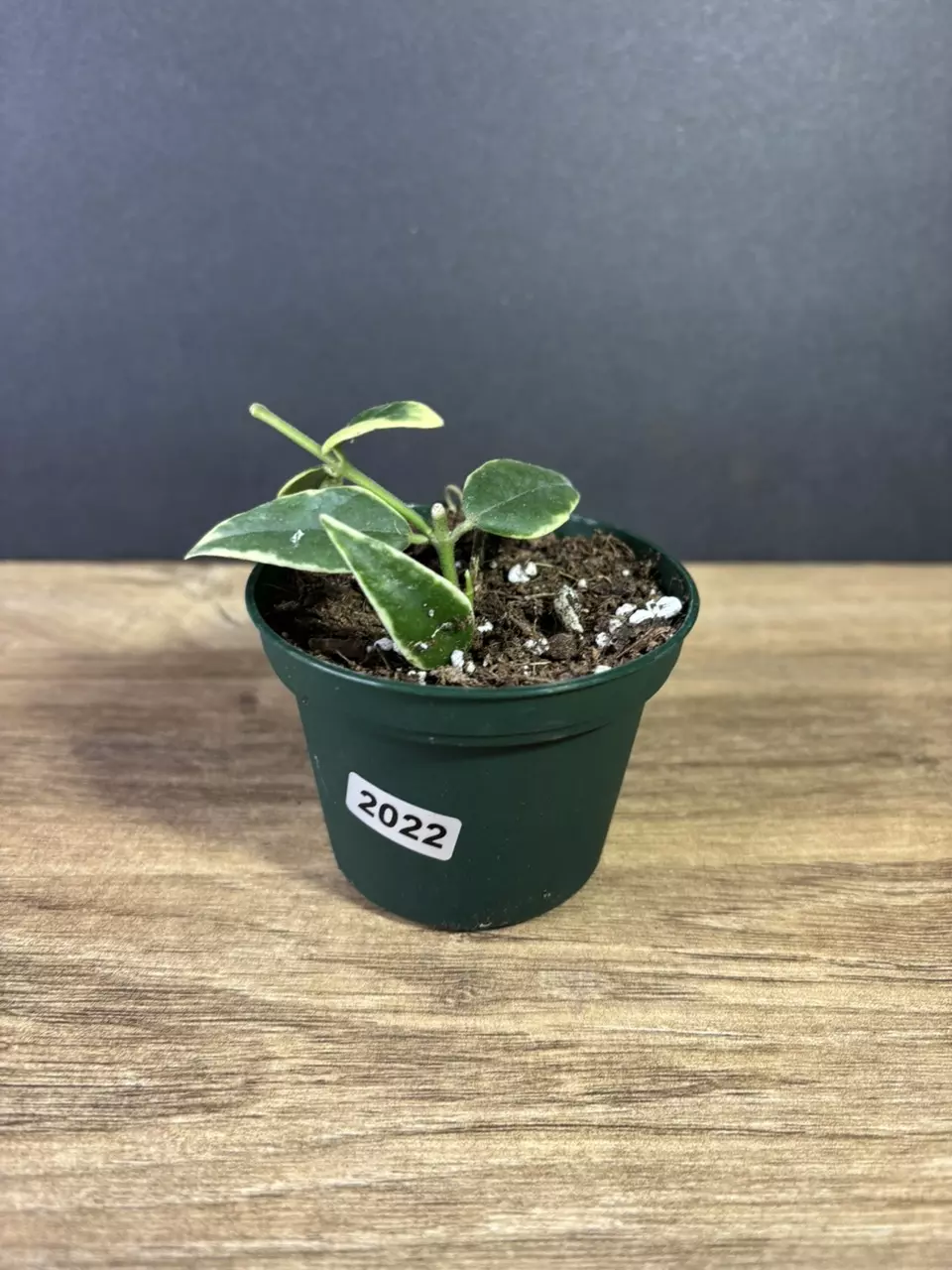 plant/Hoya Bella Variegated 3” 2022-0