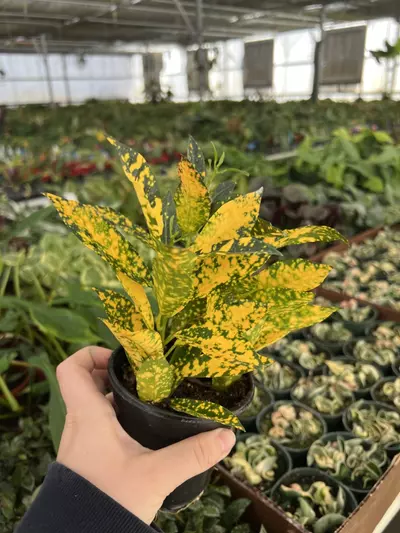 plant/Croton Gold Dust 4” pot Growers choice-3-thumbnail