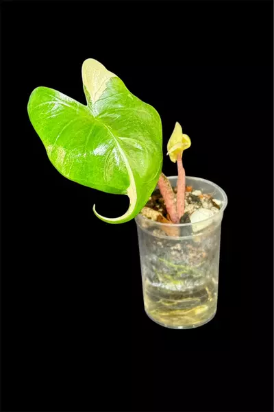 plant/Albo Stingray from Pink Momma corm grown-0-thumbnail