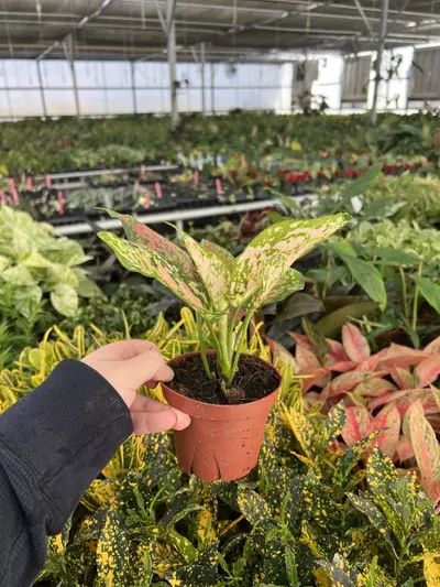 plant/Aglaonema Kumkoo 4” pot Growers choice-3-thumbnail
