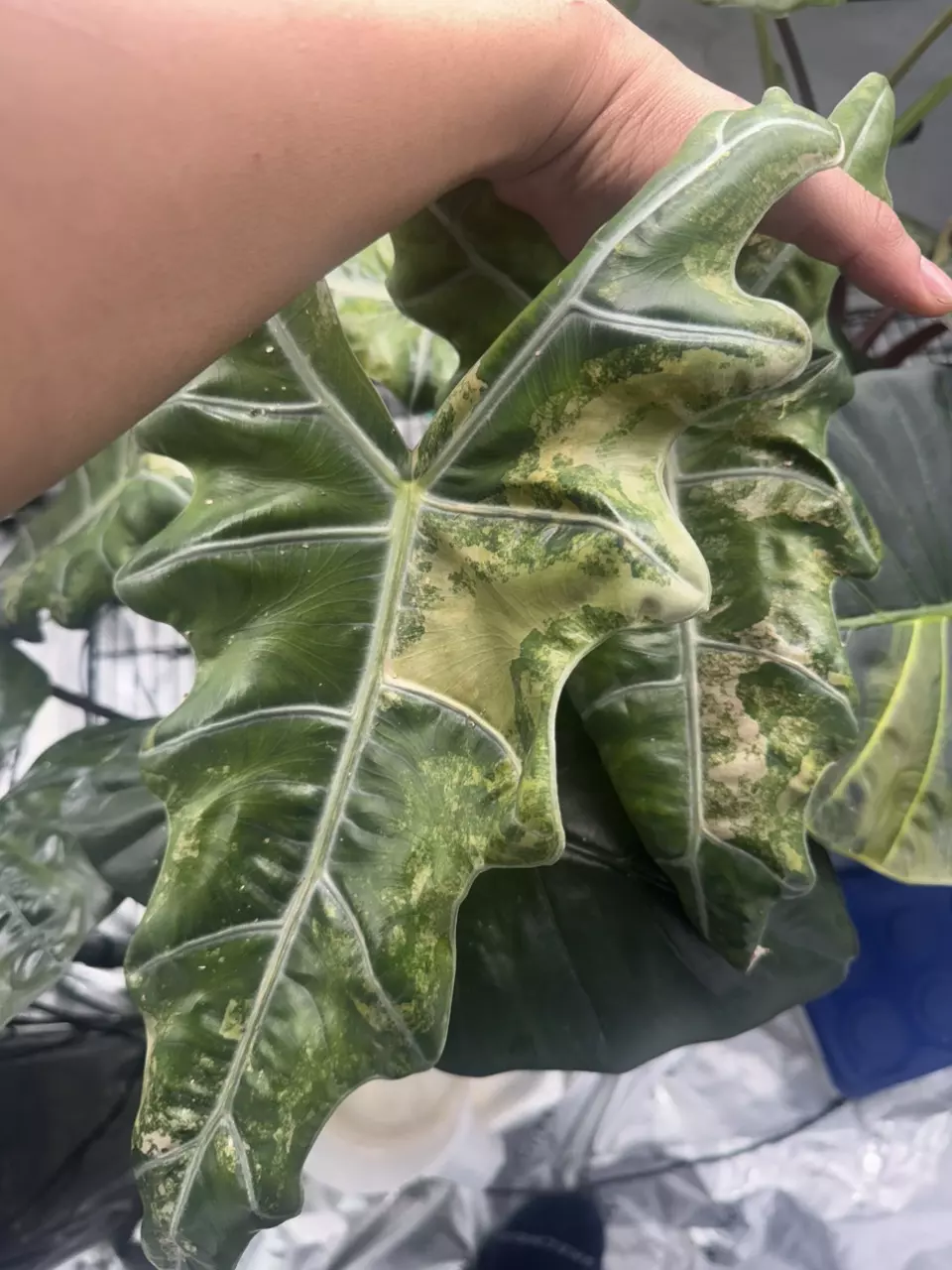 plant/Pseudo Aurea Corm-0