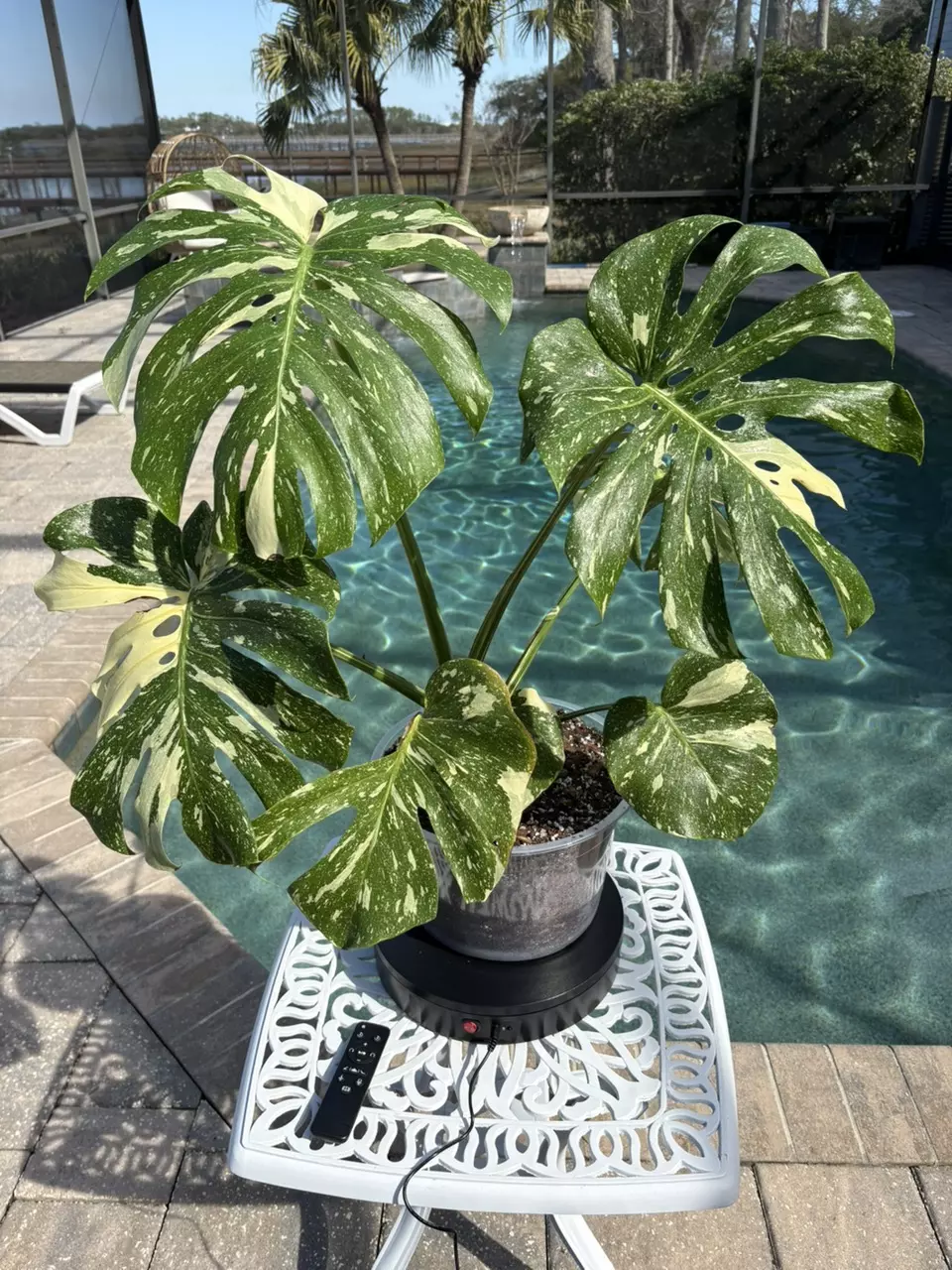plant/Monstera Thai Constellation-0
