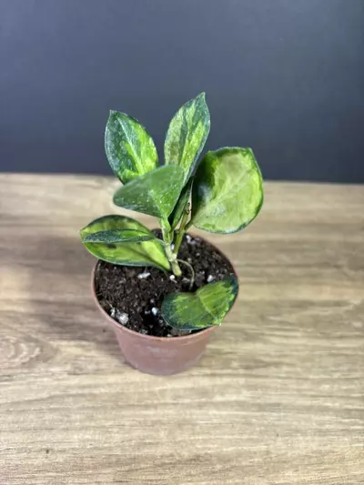 plant/Hoya Australis Lisa 3” 2531-1-thumbnail