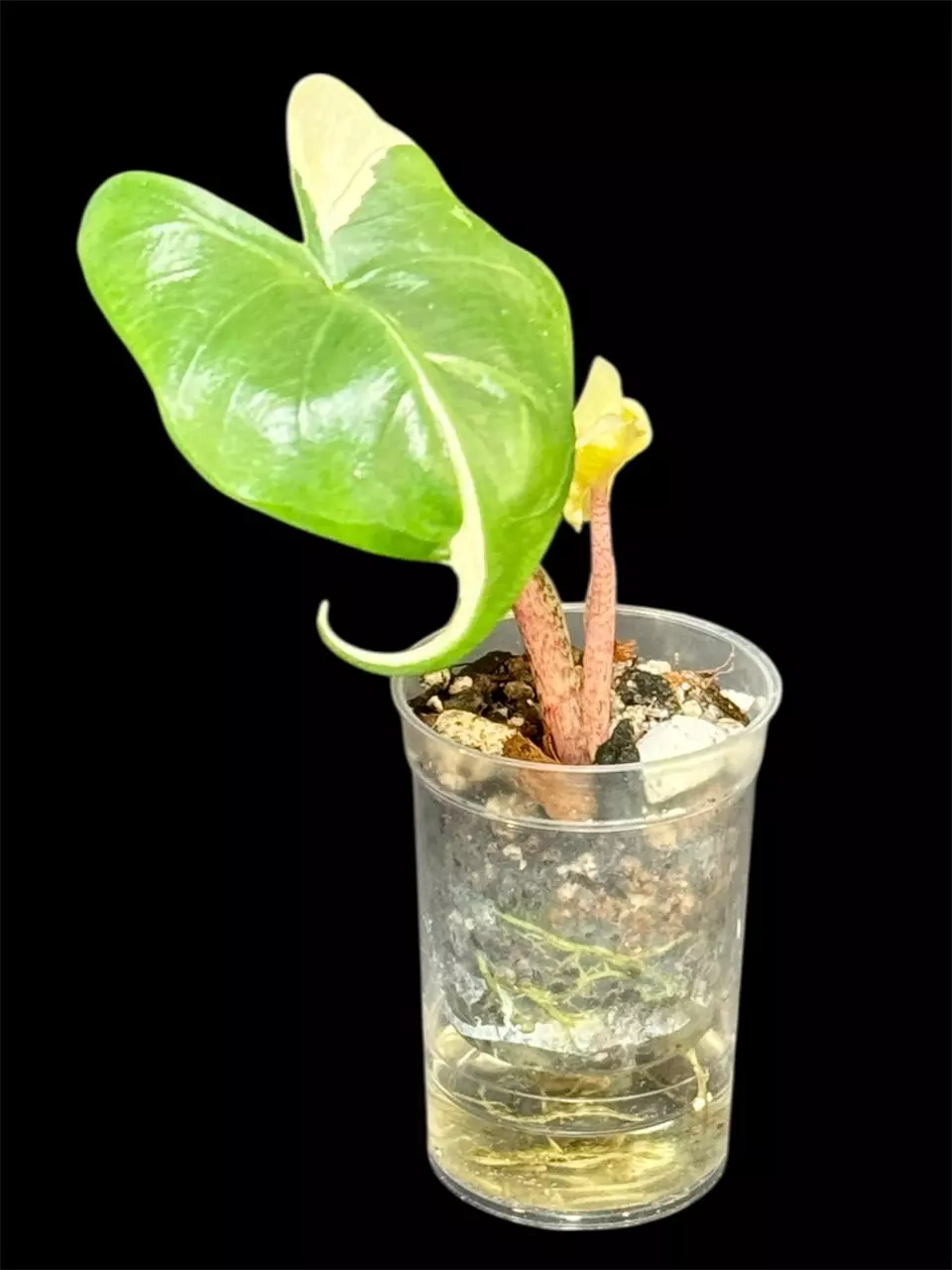 plant/Albo Stingray from Pink Momma corm grown-2