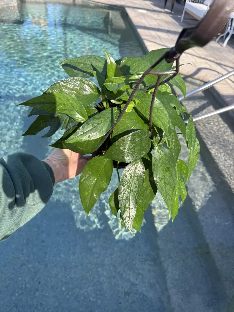 plant/Baltic Blue Pothos in 6” HB-0