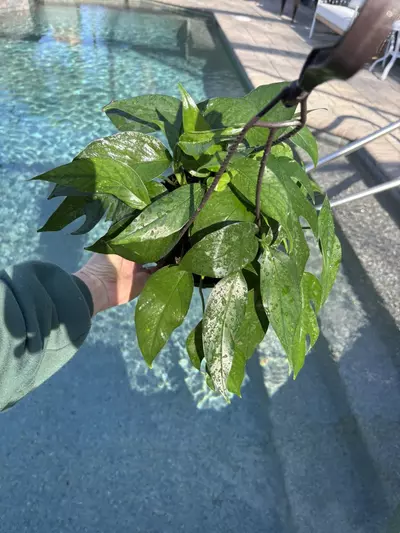 plant/Baltic Blue Pothos in 6” HB-0-thumbnail