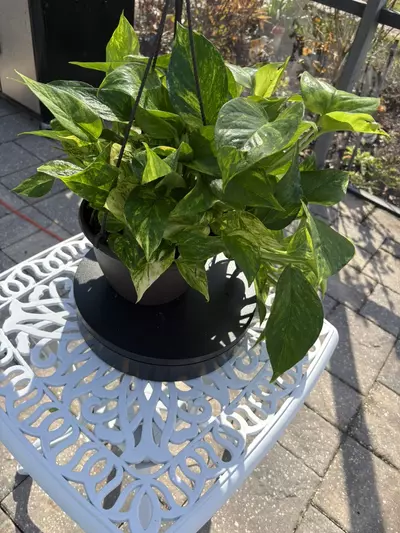 plant/Teruno Bumpy Pothos-2-thumbnail