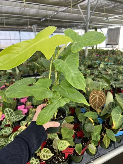 plant/Philodendron Golden Violin 4” pot Growers choice-6-thumbnail