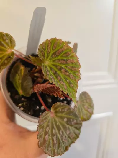 plant/Begonia Superchlora (chlorostictica x chloroneura)-0-thumbnail