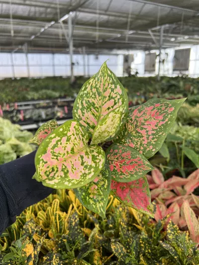 plant/Aglaonema Kumkoo 4” pot Growers choice-0-thumbnail