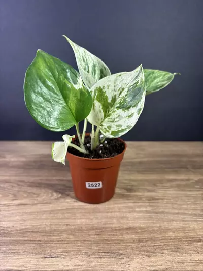 plant/Epipremnum Aureum Manjula Compacta 3” 2522-0-thumbnail