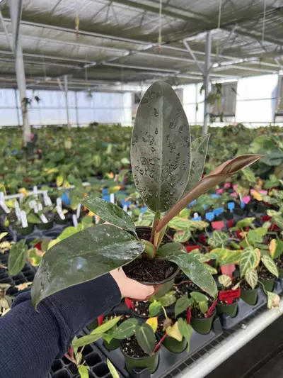 plant/Philodendron Imperial Red 4” pot Growers choice-1-thumbnail