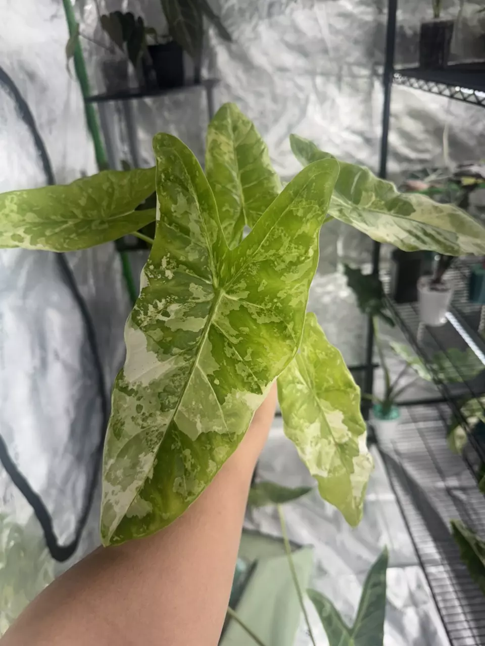 plant/Accuminata Albo Corm-0