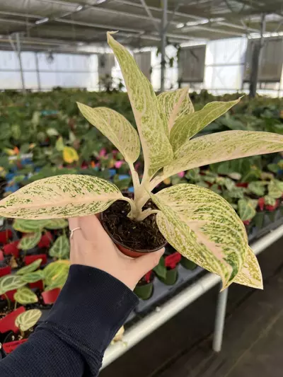 plant/Aglaonema White Legacy 4” pot Growers choice-3-thumbnail