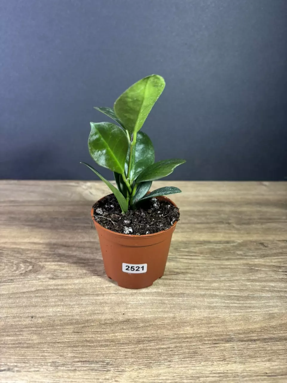 plant/Hoya Australis 4” 2521-0