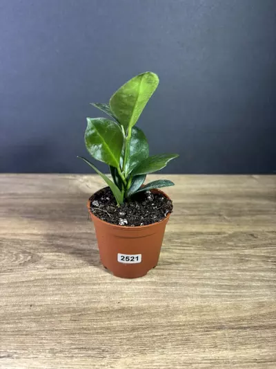 plant/Hoya Australis 4” 2521-0-thumbnail