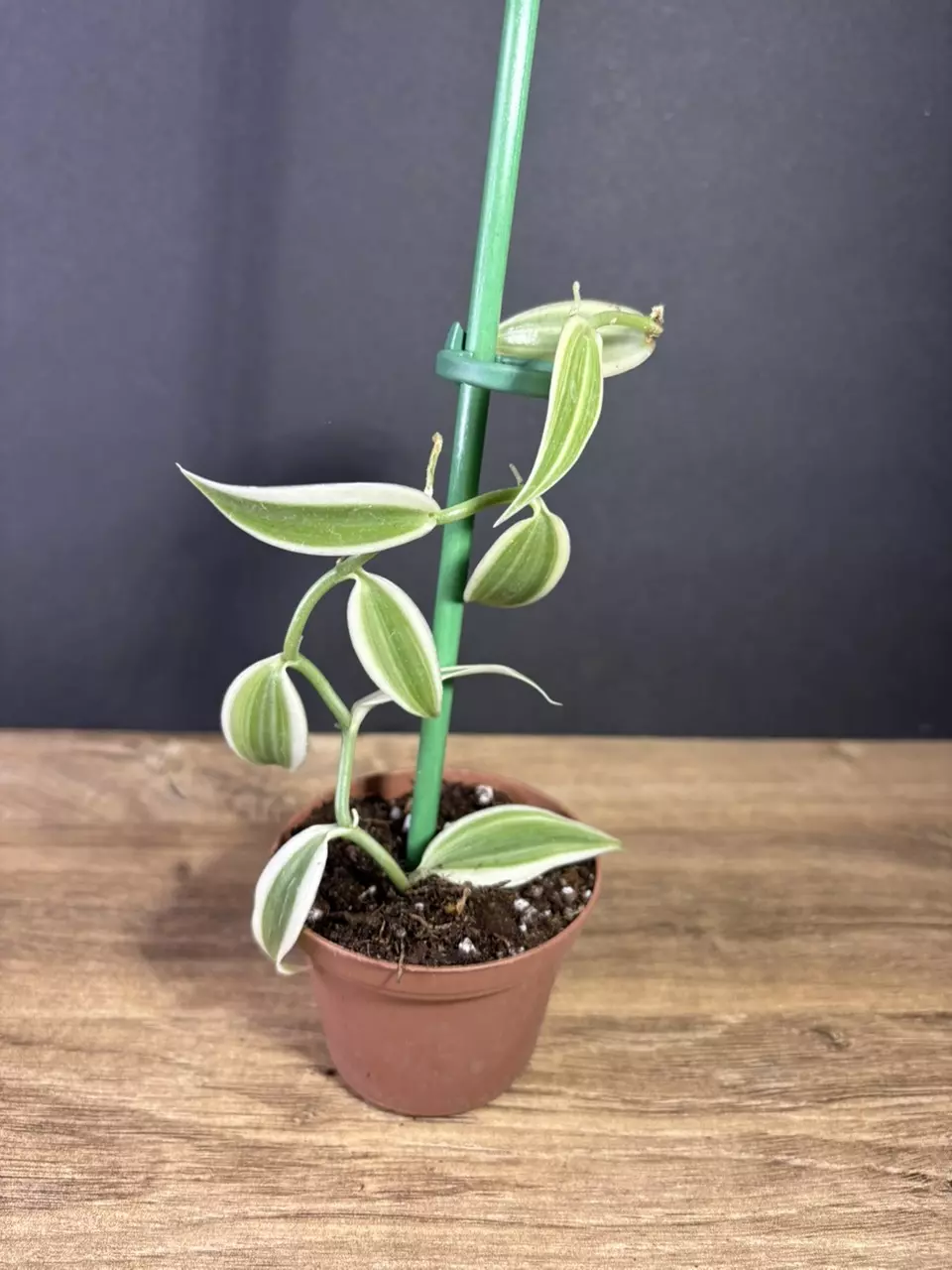 plant/Vanilla Planifolia Super Variegated 3” - grower’s choice-0
