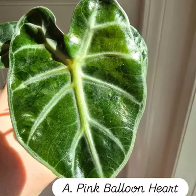 plant/One Alocasia Pink Balloon Heart Corm-1-thumbnail