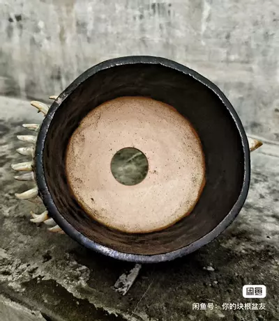 plant/【499】3.8*3.1-2-thumbnail