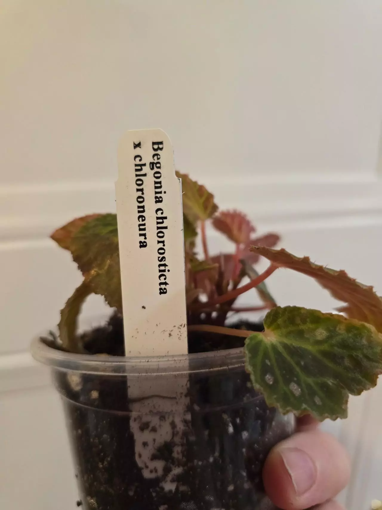 plant/Begonia Superchlora (chlorostictica x chloroneura)-1
