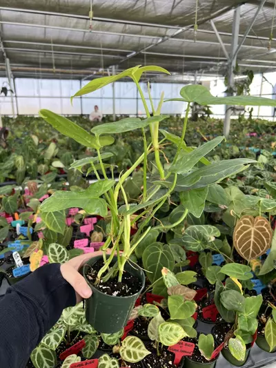 plant/Philodendron Golden Violin 4” pot Growers choice-4-thumbnail