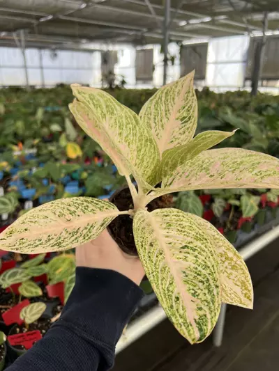 plant/Aglaonema White Legacy 4” pot Growers choice-4-thumbnail