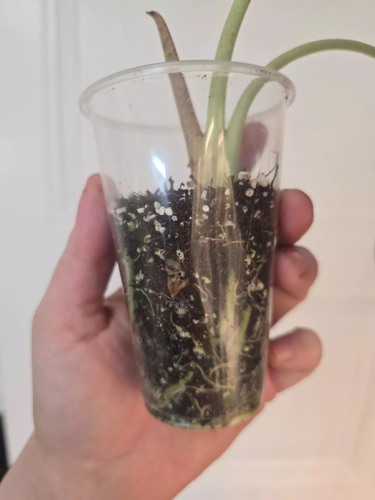 plant/Alocasia Mark Campbell - one large corm-2