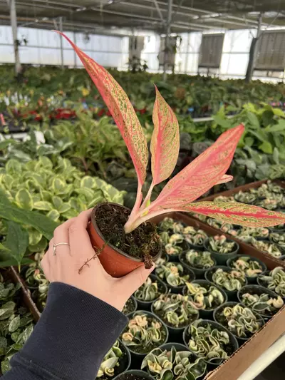 plant/Aglaonema Red Legacy 4” pot Growers choice-3-thumbnail