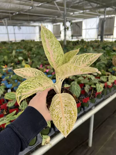 plant/Aglaonema White Legacy 4” pot Growers choice-2-thumbnail