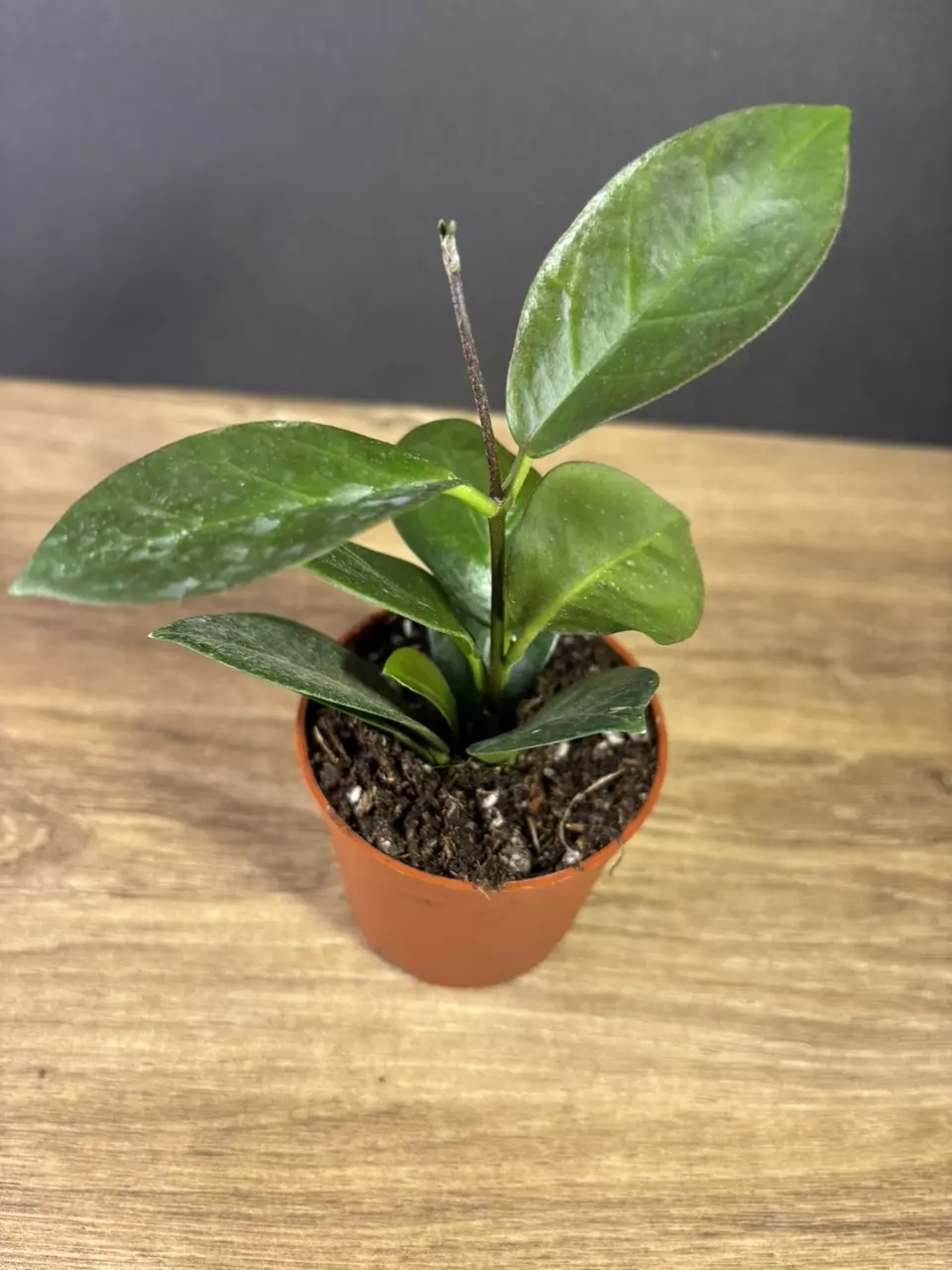 plant/Hoya Australis 4” 2521-1