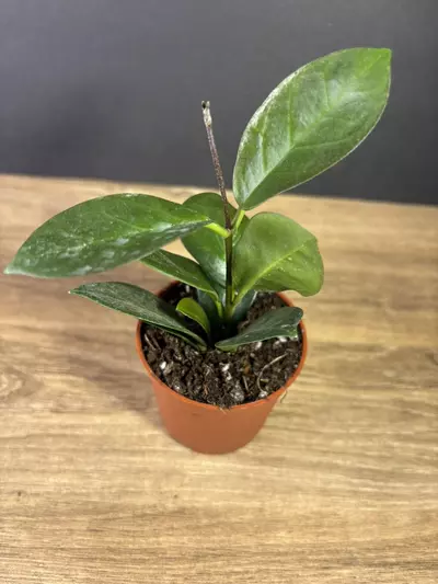 plant/Hoya Australis 4” 2521-1-thumbnail