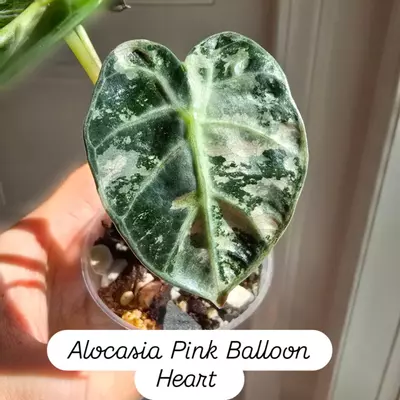 plant/One Alocasia Pink Balloon Heart Corm-0-thumbnail
