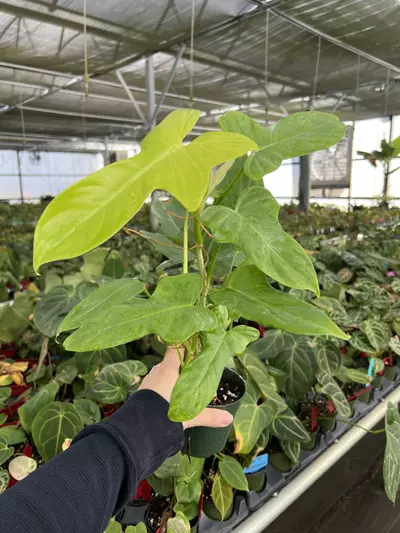 plant/Philodendron Golden Violin 4” pot Growers choice-2-thumbnail