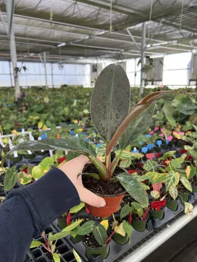 plant/Philodendron Imperial Red 4” pot Growers choice-2-thumbnail