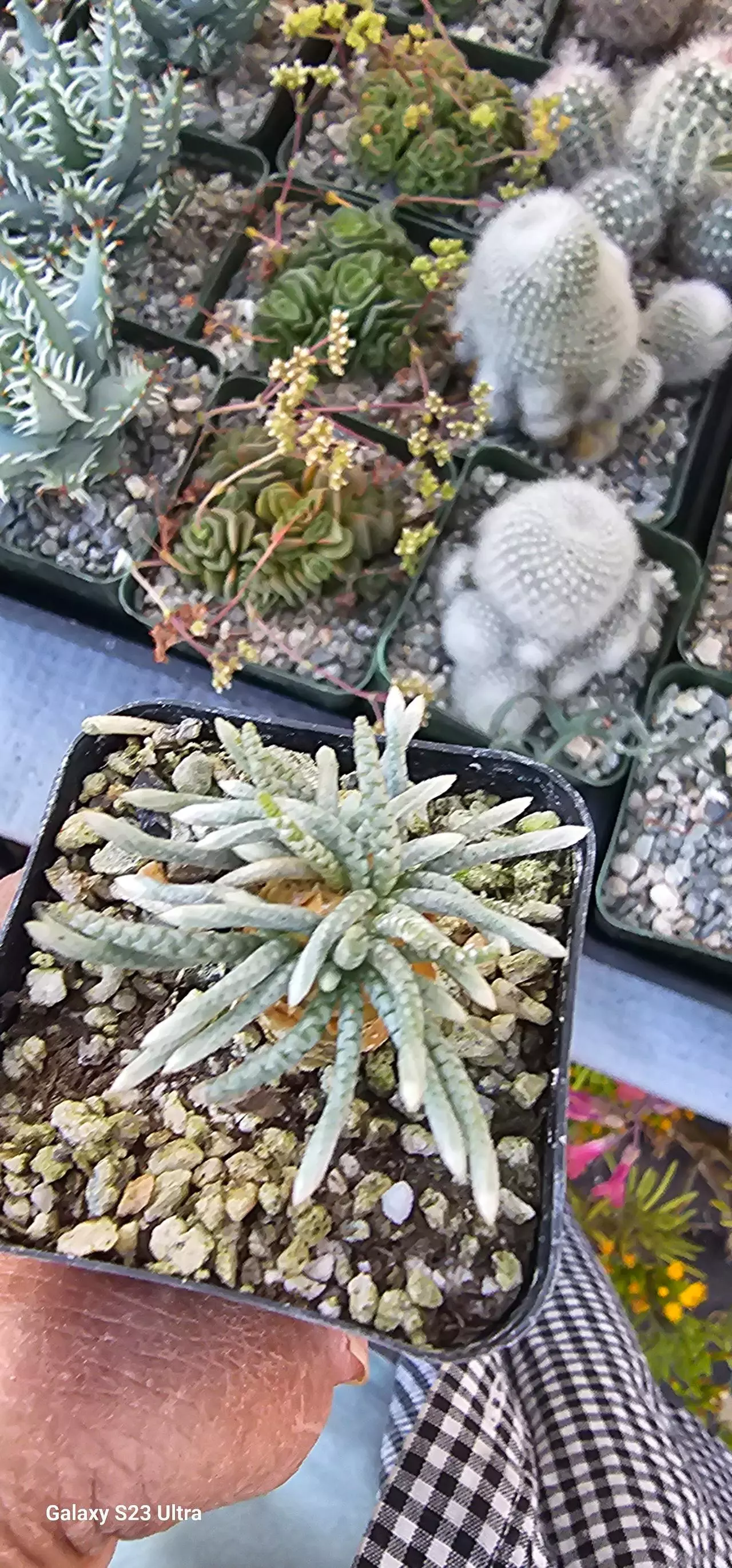 plant/Avonia quinaria-1