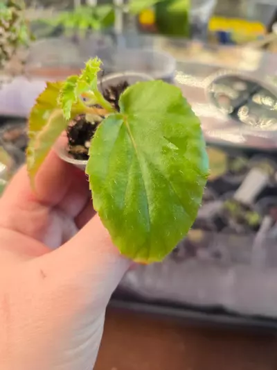 plant/Begonia NOID - rooted with new growth, grower's choice-2-thumbnail