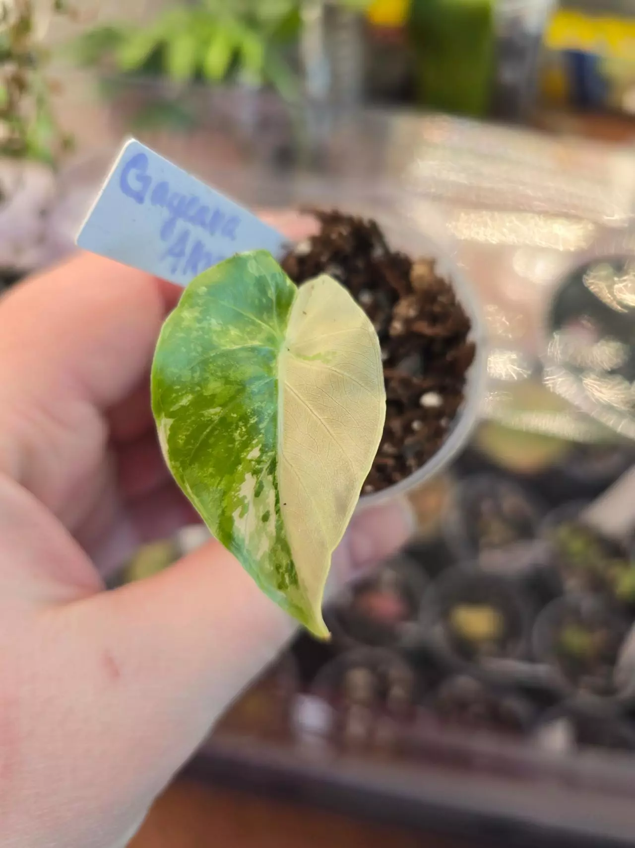 plant/Alocasia Gageana Albo-0