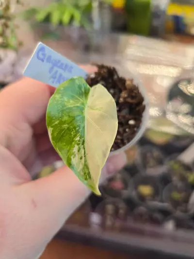 plant/Alocasia Gageana Albo-0-thumbnail