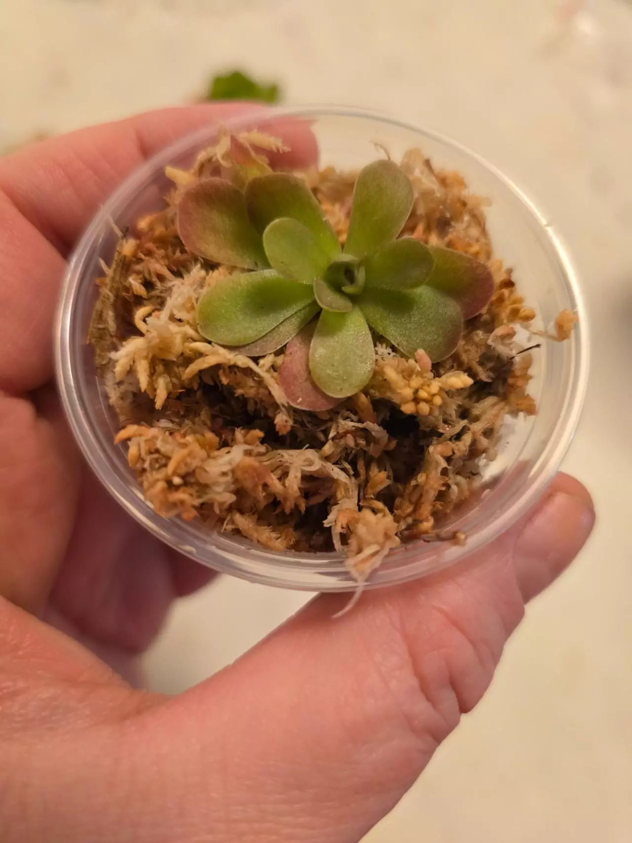 plant/Pinguicula Johanna - mature size-0