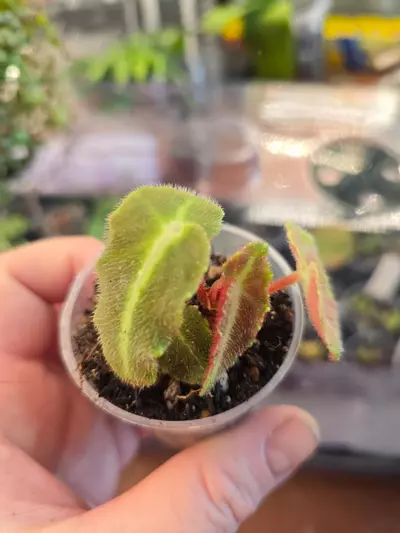 plant/Begonia Listada Pink variegated, low variegation, rooted with new growth.-0-thumbnail