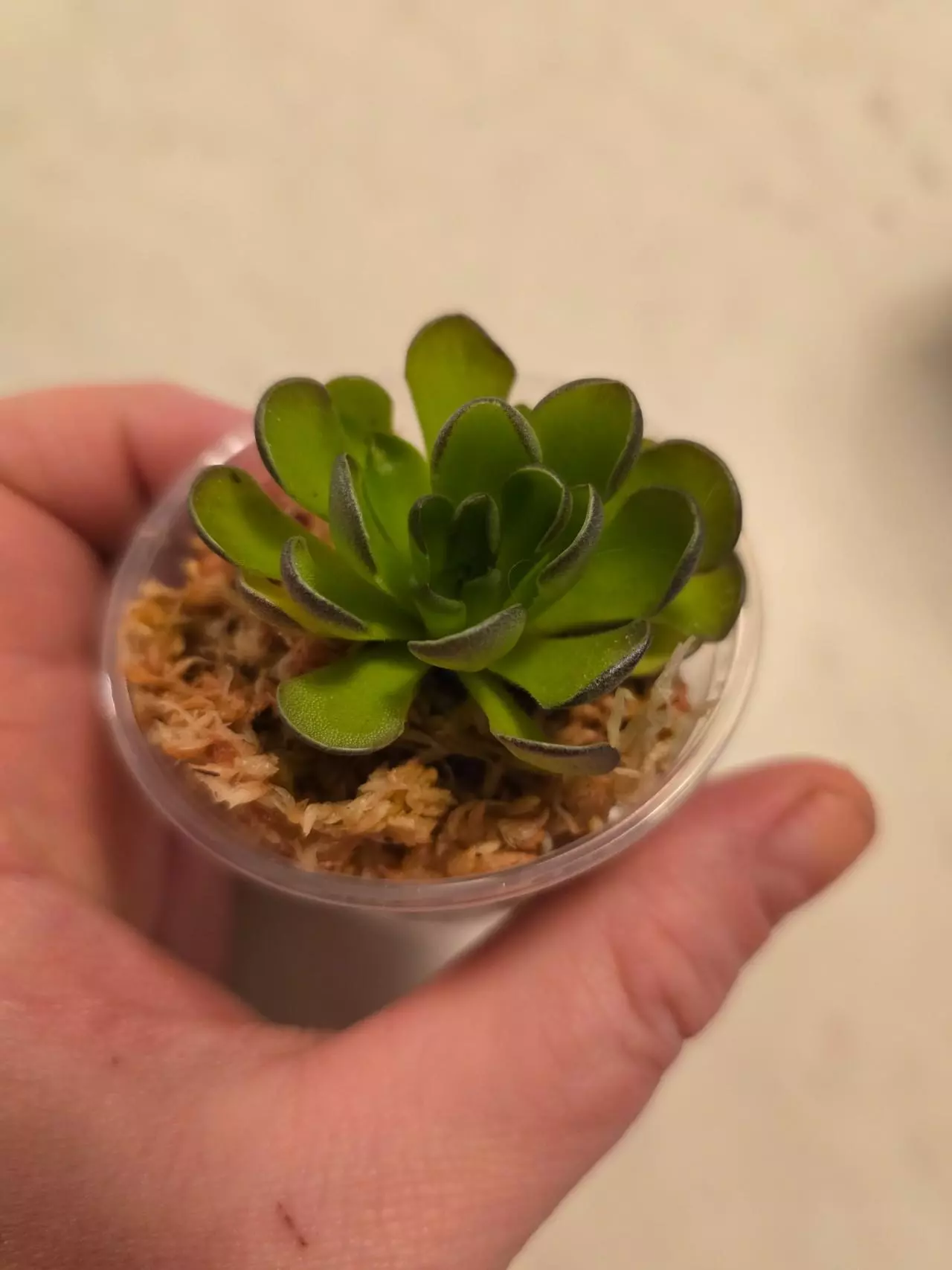 plant/Pinguicula Cyclosecta- mature size-0