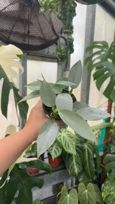 plant/Philodendron Silver Sword 4” GC-0-thumbnail