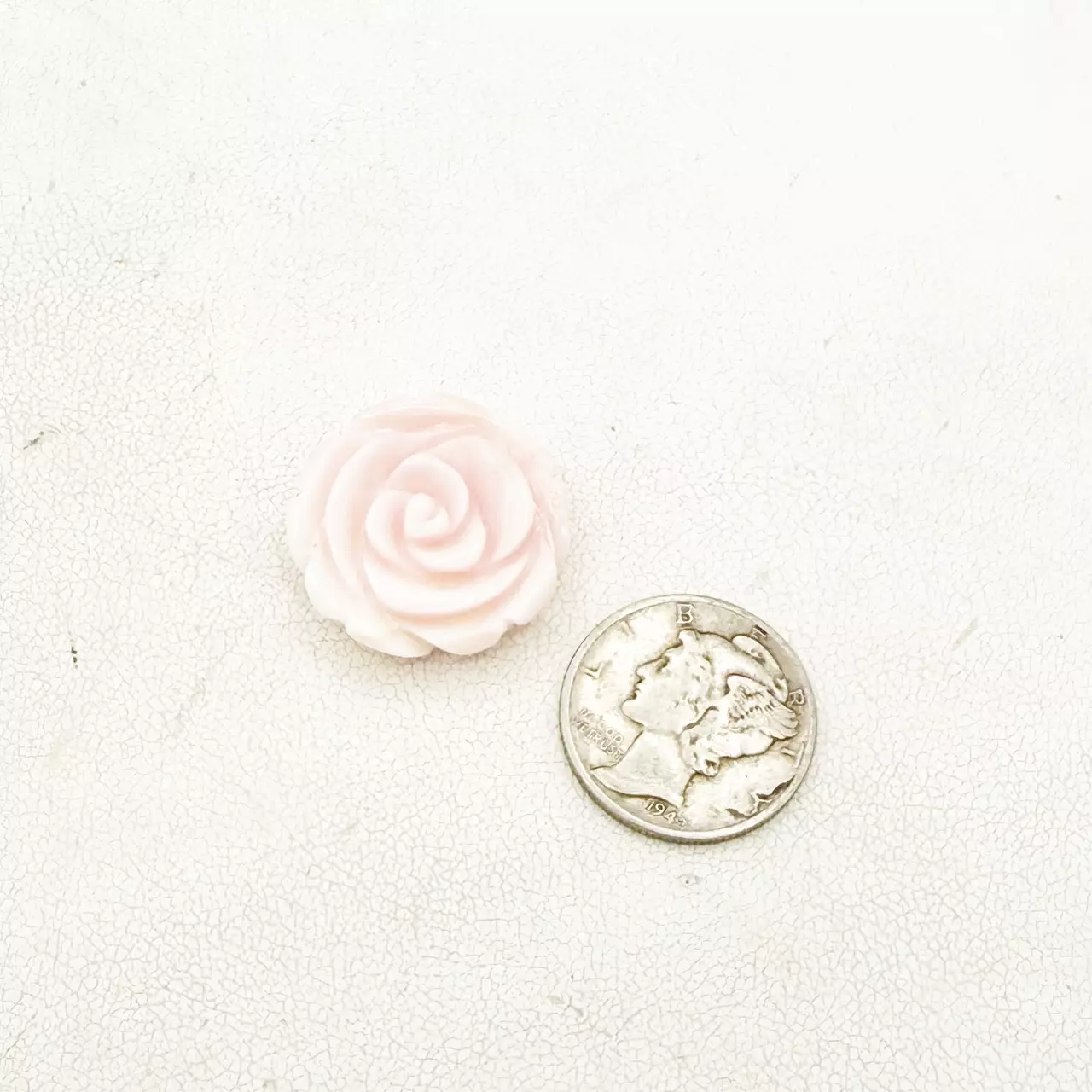 plant/Extra Large Pink Conch Rose-0