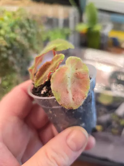 plant/Begonia Listada Pink variegated, low variegation, rooted with new growth.-2-thumbnail